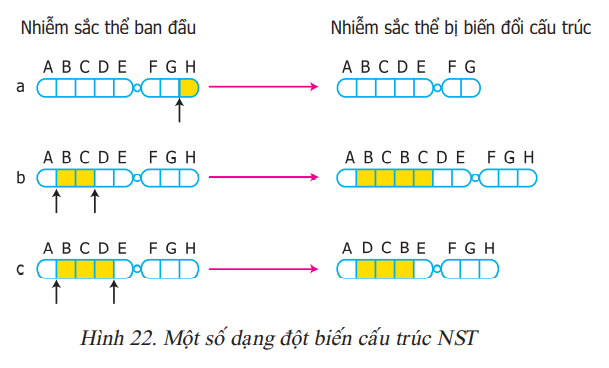 Đột biến cấu trúc nhiễm sắc thể