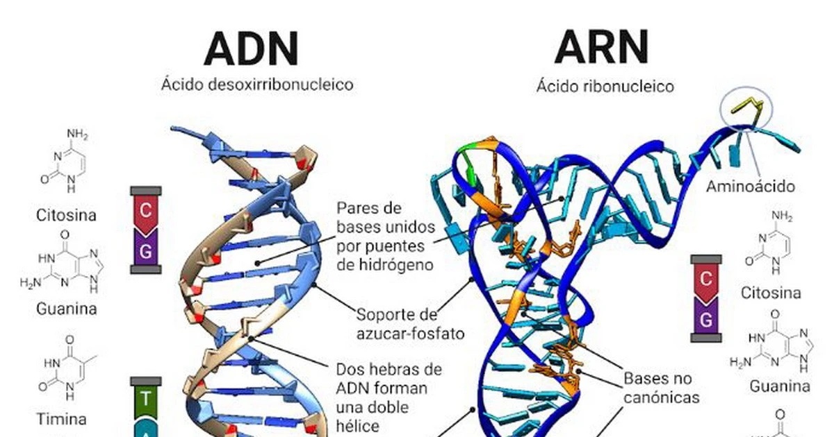 phân biệt ADN và ARN