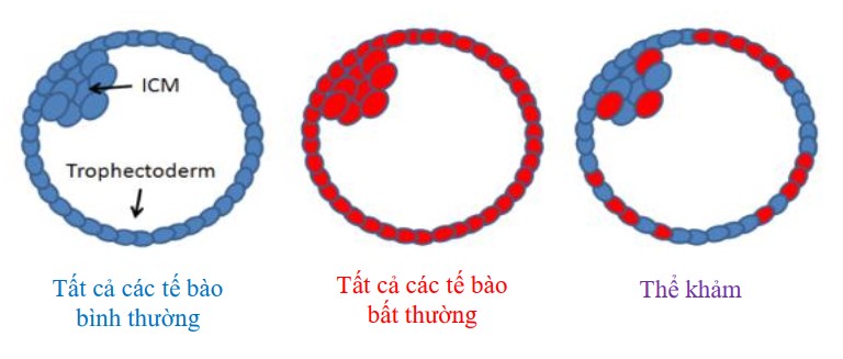 Phôi Khảm
