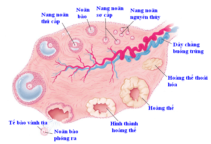Suy buồng trứng có nguy hiếm không