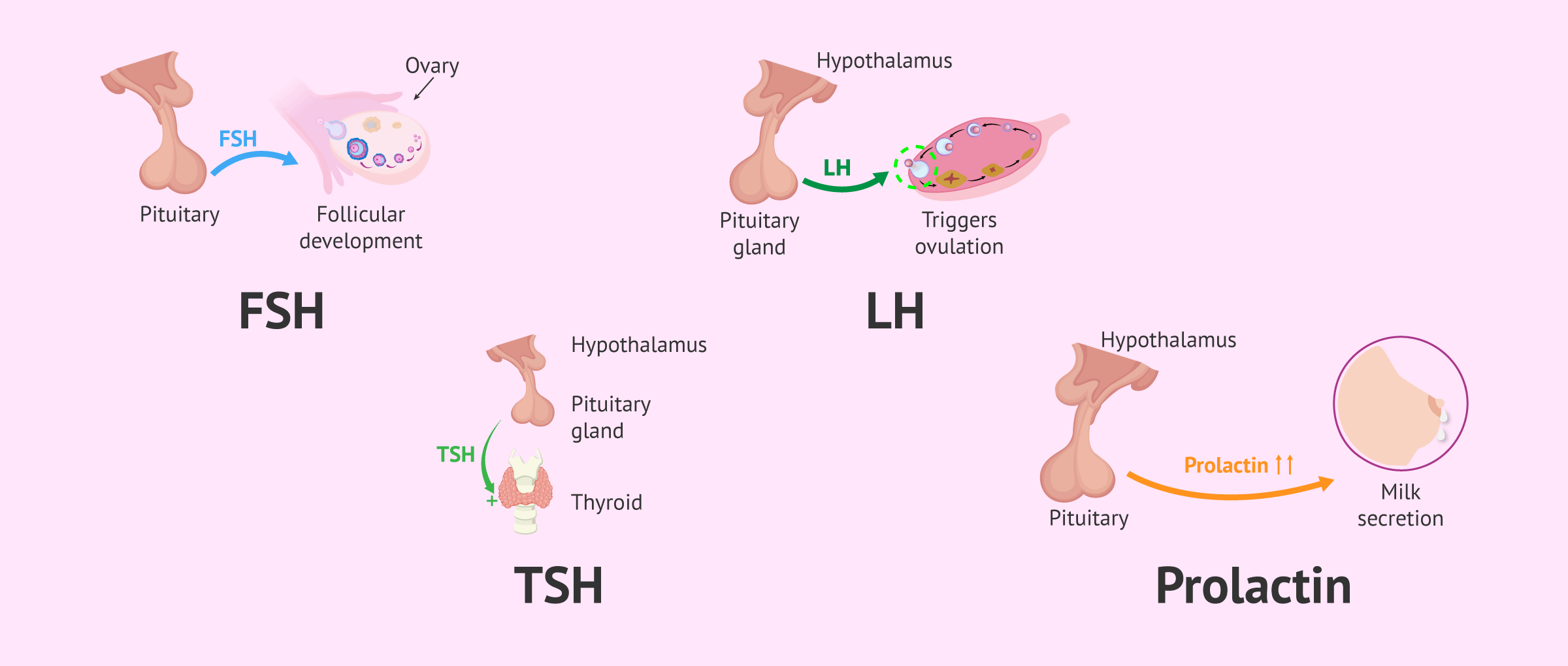 Xét nghiệm buồng trứng hết bao nhiêu tiền
