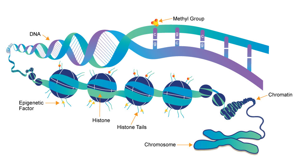 di truyền học biểu sinh (Epigenetics)