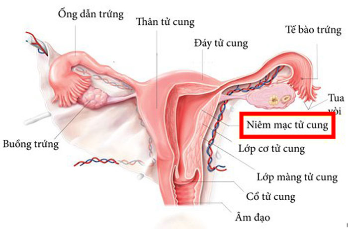 niêm mạc tử cung tốt