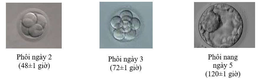 phôi nang ngày 5